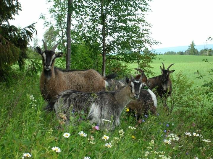 14 REGIONALE MILJØTILSKUDD HUSK SØKNADSFRIST 15.