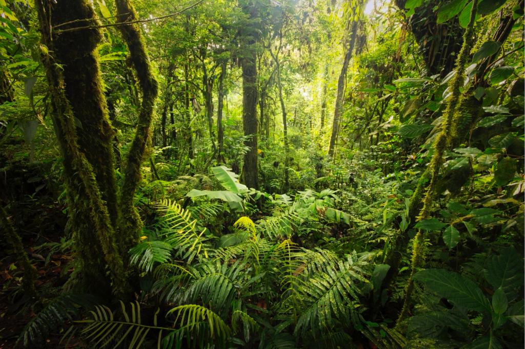 Informasjonsbrosjyre Sf Regnskogen blir borte! Vit mer om regnskogen med informasjonsbrosjyren.