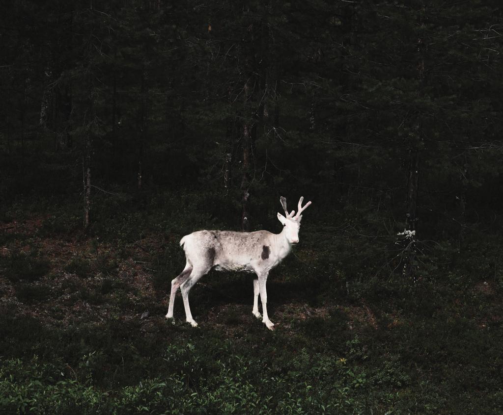 Kunstutstillingen Slash&Burn Fotografier av Terje Abusdal og autentiske skogfinske neverarbeider Utstillingen arrangeres av