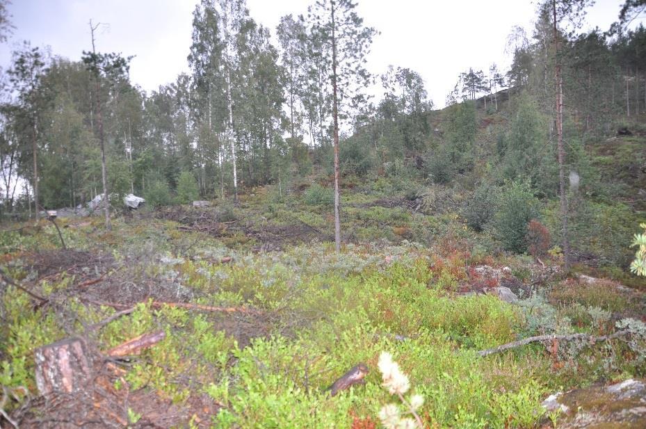 5.1 Vegetasjonen i planområdet På befaringstidspunktet bar planområdet vesentlig preg av hogst. Grunneier opplyste at planområdet var blitt hogd vinteren 2015.