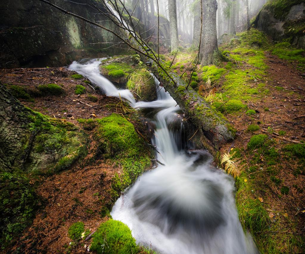 stå seg over tid. Planteskog er en av hovedårsakene til tap av det genetiske mangfoldet i skogen og er med på å svek ke skogens motstandsevne mot skadegjørere.