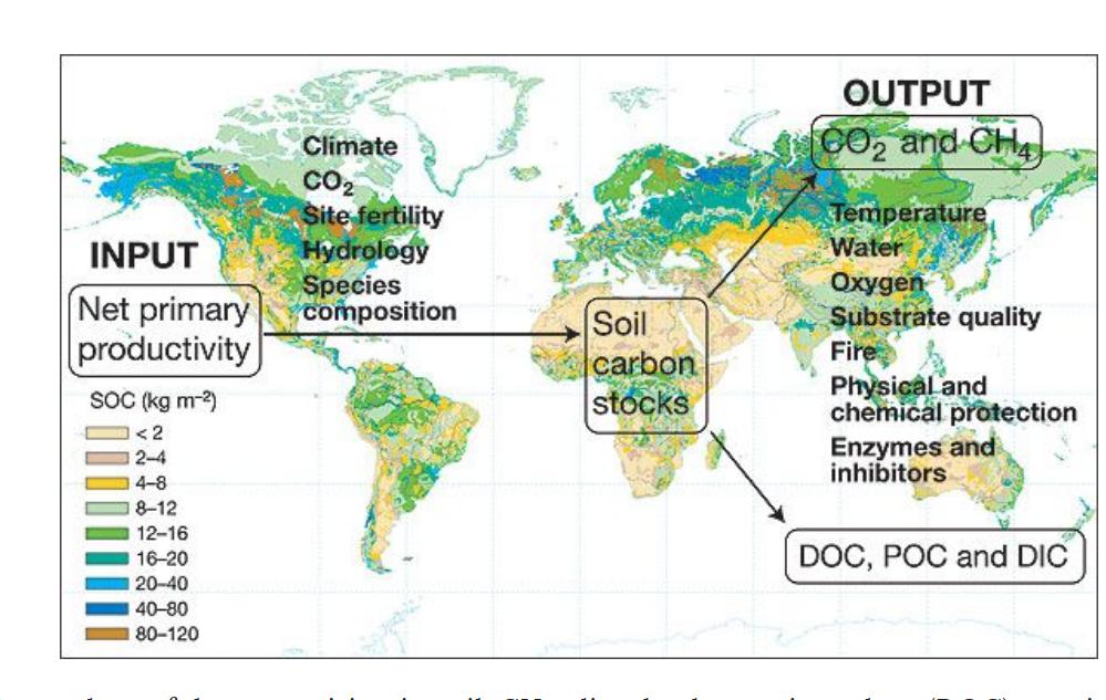 Diagram of factors controlling the main inputs and outputs of soil carbon, superimposed over a global map of soil organic carbon stocks. Eric A.