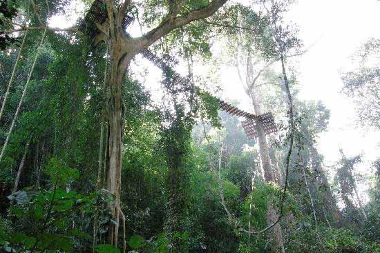 FLIGHT OF THE GIBBON Flight of the Gibbon er et unikt system av trehus, plattformer,