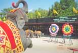 The elephants play football and basketball, and Thai dancers and actors