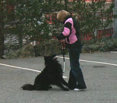 Vi trente på hverdagslydighet som innkalling, gå pent i bånd, sitt/dekk,