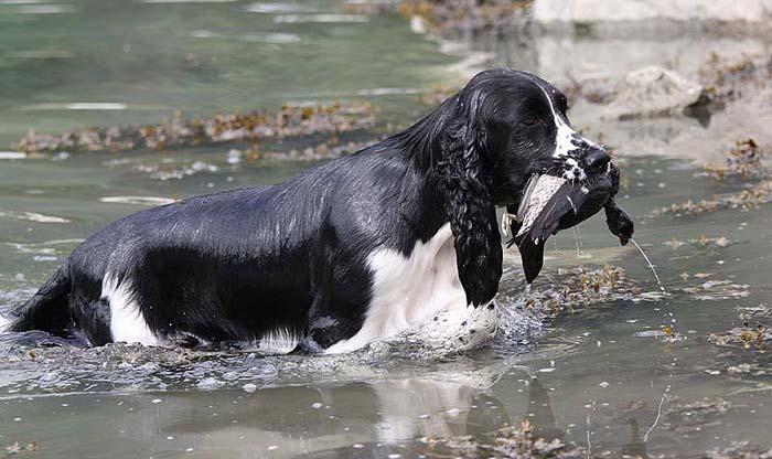 Praten gikk livlig hele dagen om spor,hund, prøver, jakt etc.,i området rundt gapahuken. 3 spaniels blant dei 5 beste på sporprøve i Sandane 21. august 2010 19. startende hundar (6 springere).