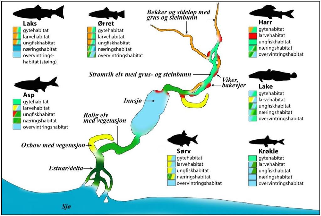 1 Mjøsørret og harr Fiskens habitatkrav varierer gjennom livssyklusen og mellom fiskeartene.