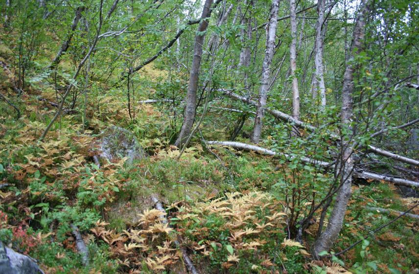 Figur 10. Skogen rett nedenfor Skogadalsbøen består av en mosaikk av blåbærskog (A4), småbregneskog (A5) og noen parti med litt rikere flora. Foto: Bjarne Homnes Oddane.