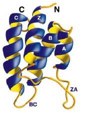 1. Introduction Hydrophobic cleft Figure 1.5. The structure of the bromodomain of p300/cbp-associated factor, P/CAF.