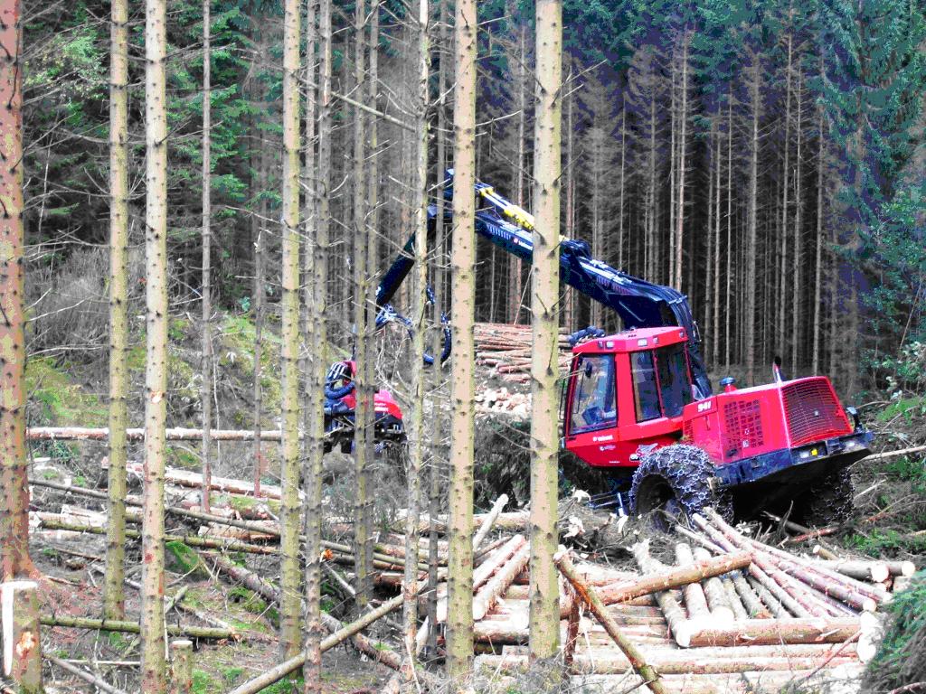 5.3.1 Strategi for skog og klima binding, lagring og substitusjon CO 2 -konsentrasjonen i lufta kan reduserast gjennom eit aktivt skogbruk med hogst og forynging med kvalitetsskog.