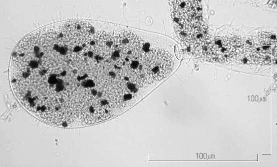 Phylum CHLOROPHYTA Klasse BRYOPSIDOPHYCEAE Orden BRYOPSIDALES Familie Derbesiaceae Derbesia marina (Lyngbye) Solier Beskrivelse: Sporofytten danner 1-3 cm høye tuster av uregelmessig grenete tråder.