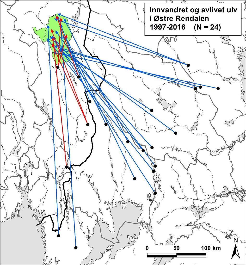 Figur 23. Innvandring av ulv som er avlivet i Rendalen kommune øst for Glomma (Region 3) i årene 1998-2016.