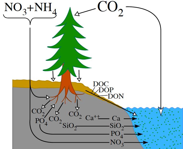 Klima-støkiometri tilbakekoblinger CO 2 and N-deposition promote vegetation Vegetation increase root mineralization plus DOC