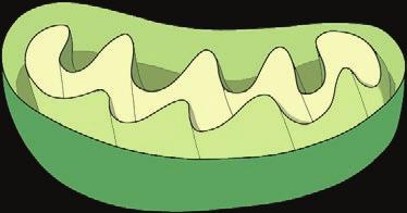 Metabolisme Energikrevende prosess i kroppen ADP ATP Adenosin Fosfat Fosfat Fosfat ADP ATP ATP er kroppens