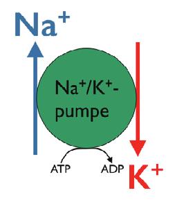 molekylet AMP * ATP er nødvendig som energibærer i flere livsviktige kjemiske reaksjoner i kroppen Mellom de to