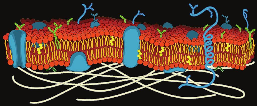 FOSFAT + GLYSEROL - Transportproteiner (aktive og passive) R - Forankringsproteiner (knytter naboceller sammen) IPID - Proteiner som virker som enzymer