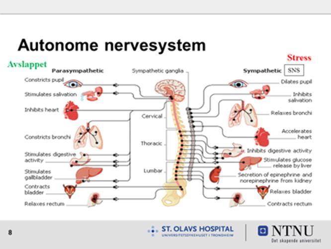 Vedvarende stress, følger Autonome nervesystem Uklart syn vanskelig lese / studere, hodepine Tørr munn ubehag Pusteubehag angst Høy puls og høyt blodtrykk ubehag usunt, angst Fordøyelsebesvær stress,