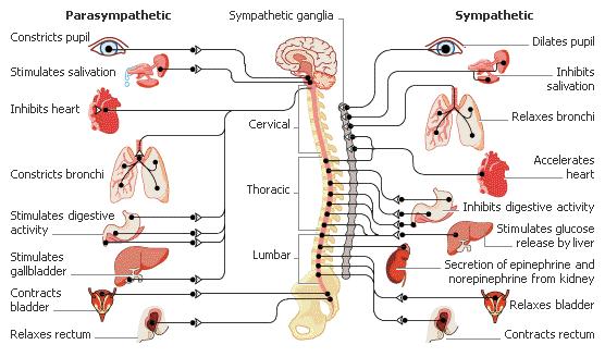 Autonome nervesystem