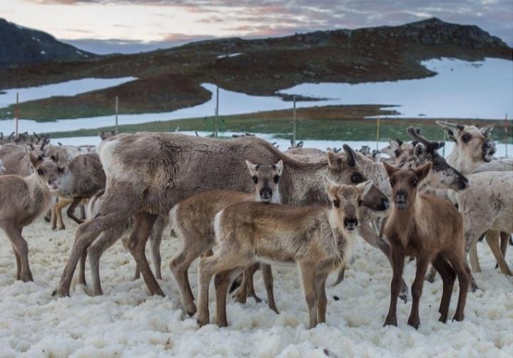 8 I 2010 ble det utarbeidet verdi- og sårbarhetsvurdering for Børgefjell nasjonalpark med spesielt fokus på utvalgte lokaliteter og utfordringer knyttet til ferdsel.