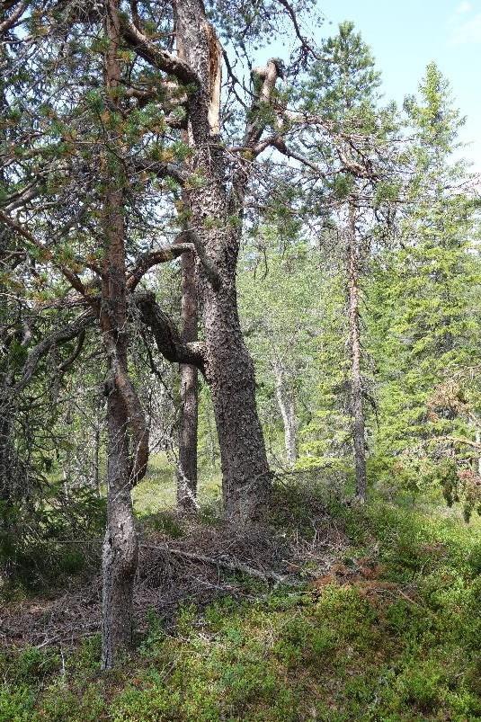 Naturgrunnlag: Naturtypen ligg i vestvendt li ned mot Store Damtjønn ca 600-630 moh i Sauherad kommune.