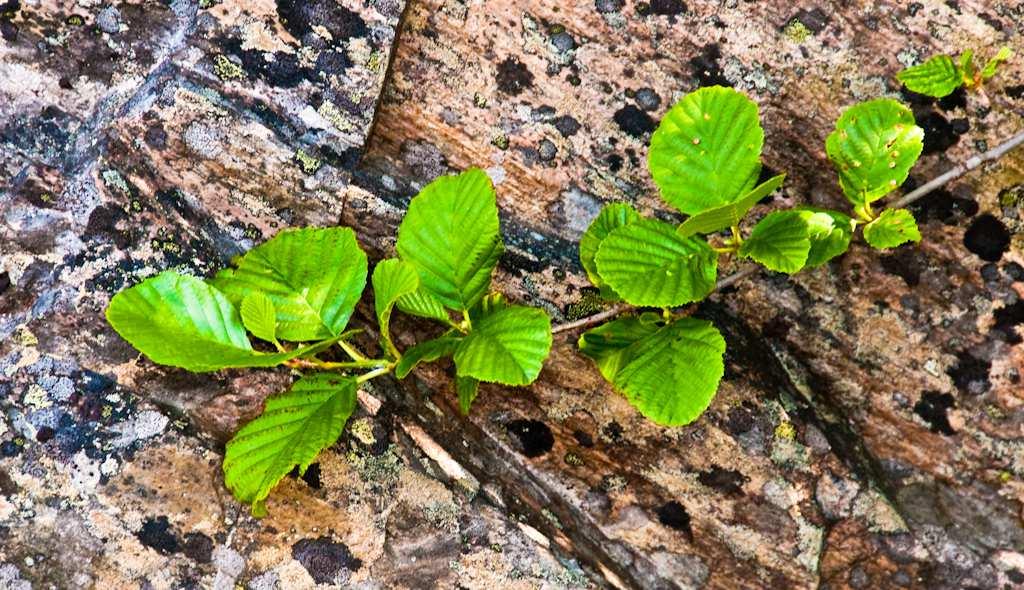 Miljø De som skal leve i framtida har samme rett til ren luft og en natur i balanse som vi har. Kongsvinger må ta ungdommen på alvor og gjøre sitt for å få ned klimagassutslippene.