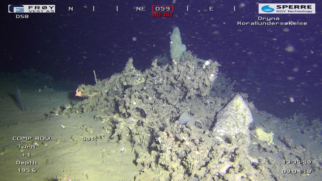 3.1.5 Skråningen sør for anlegget, punkt 5 Figur 3.1.5.7 Død Lophelia pertusa i nærheten av punkt 5, med koordinatene 62 38.