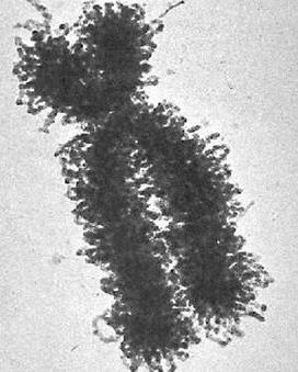 Oppgave 15 Fotografiet under viser et kromosom som består av to søsterkromatider. A.