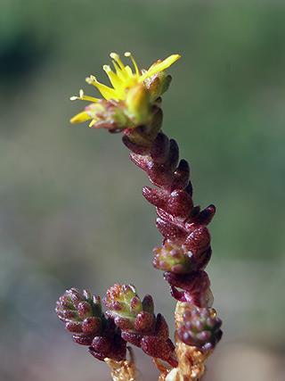 Oppgave 5 Bildene under viser to planter, bitterbergknapp (Sedum acre) og tusenblad (Myriophyllum