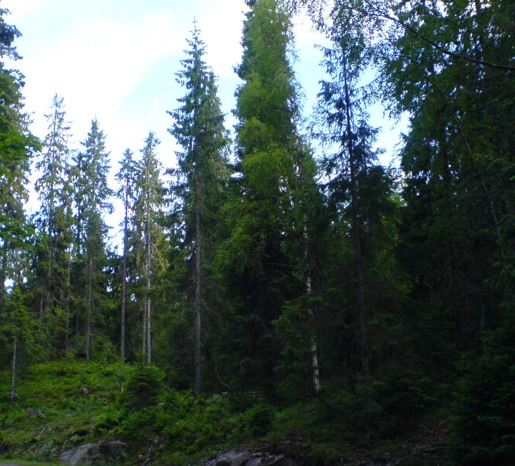 Skogen er superviktig Nesten 60% av norske arter lever i skogen. Skogen er også viktig for klimaet vårt. Skogen binder CO2, slik at den ikke havner i atmosfæren.