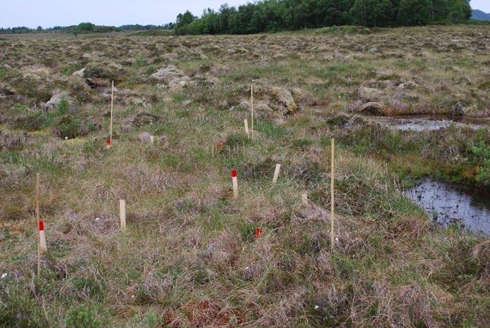 Figur 8. Område for vegetasjonsanalyse på fastmattemyr og prøvetaking av jordvann på Gulmyran. Foto: Per Arild Aarrestad. 3.