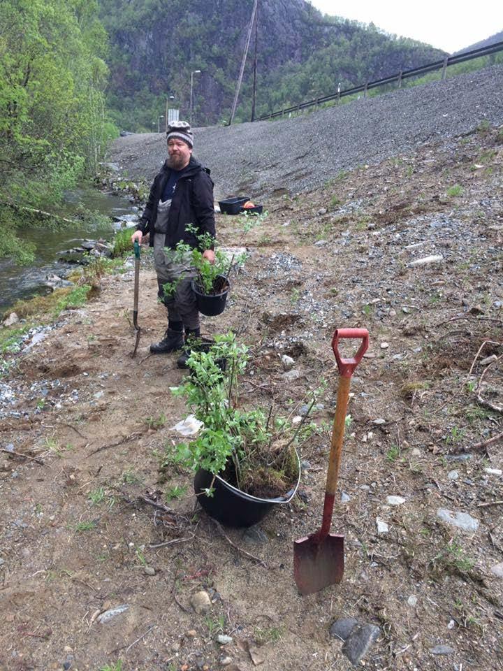 Med enkle redskaper kan kantvegetasjonen revegeteres. Her plantes det gråor og selje langsmed Norsbekken. 4.