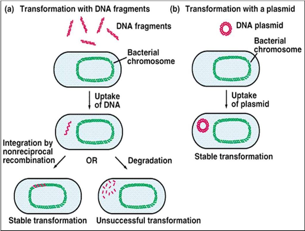 b) Hva er transformasjon i molekylærbiologien? Beskriv hva som skjer ved de to vanligste formene for transformasjon. Opptak av fritt/nakent DNA fra omgivelsene.