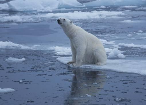 Klimautfordringene Kan Arktis håndtere raske endringer?