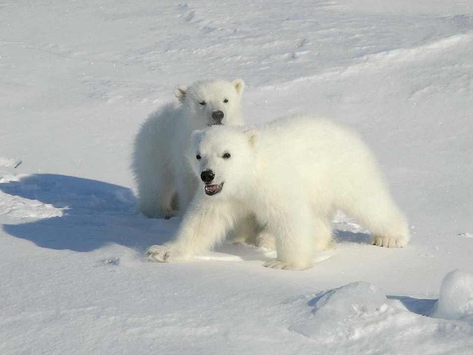Isbjørnungene holder seg til moren i mer