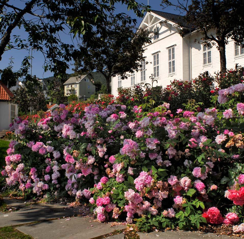 Molde, Molde blomstenes by, skrev Bjørnstjerne på slutten av 1800-tallet. Blomster i Molde har alltid siden vært mest roser, men her er det rhododendron som fremhever byens gamle rådhus.