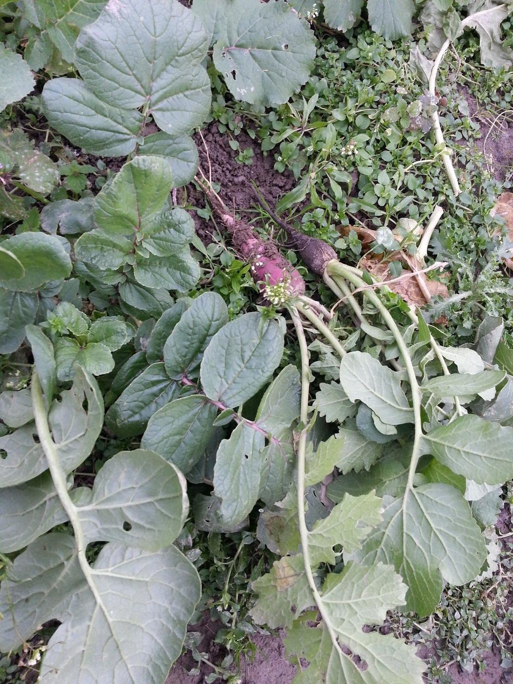 !! Vinterreddiker - rød og hvit Winter radish - red and white DAIKON