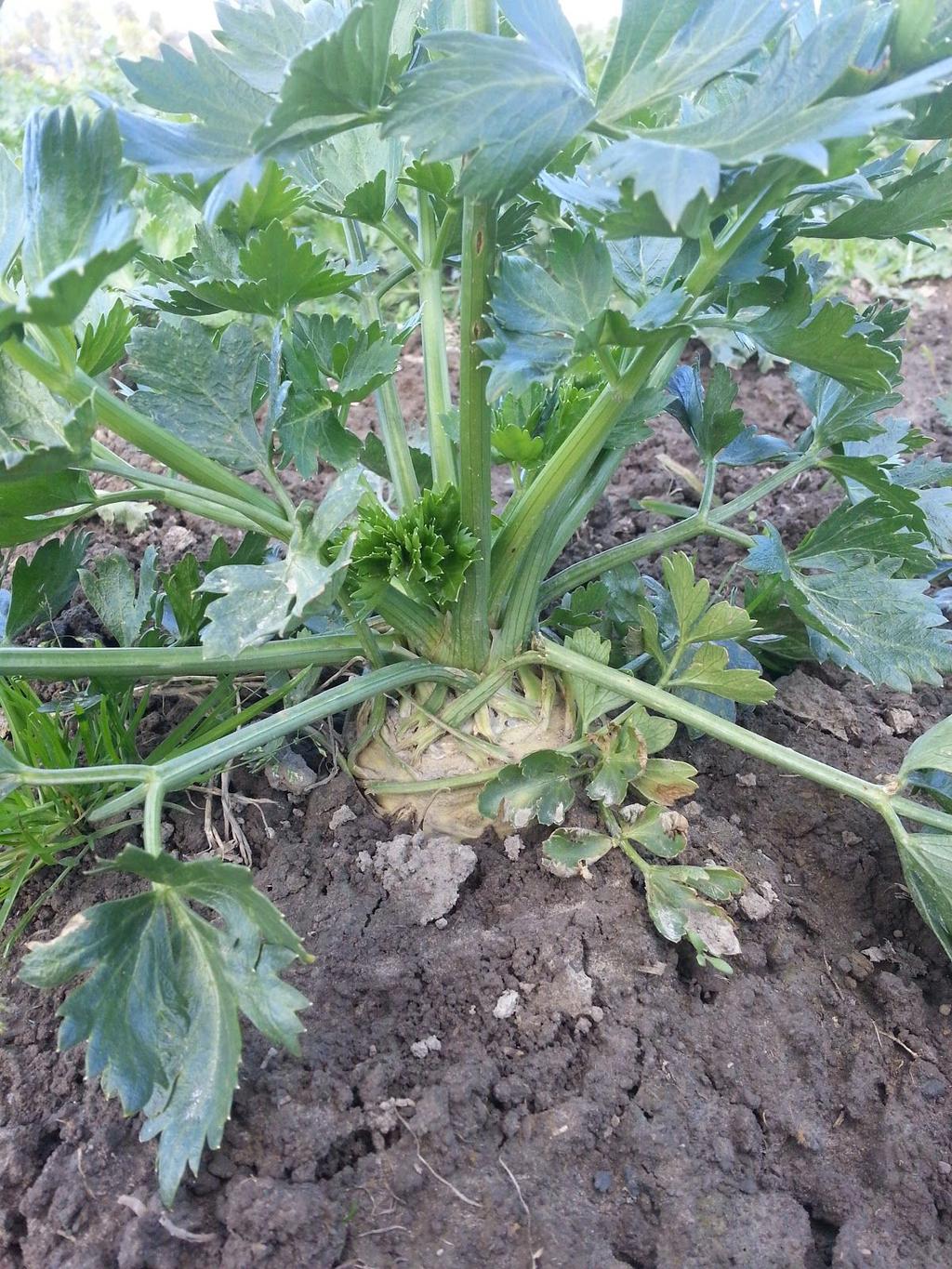 Stangselleri og rotselleri Celery and celeriac Midten av jordet - ved fennikelen Kutt/vri