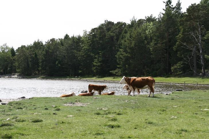 Kulturlandskap med naturtyper og arter dannet på bakgrunn av tidligere tiders jordbruksdrift finnes i disse områdene.