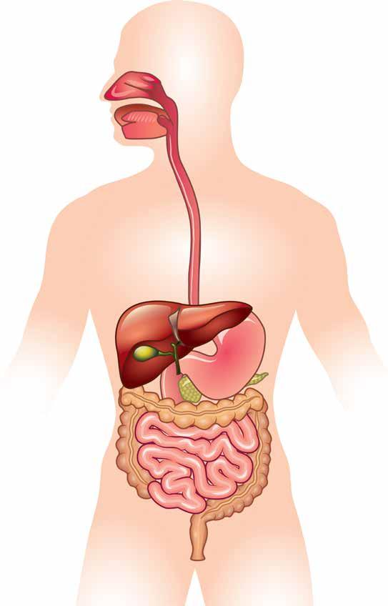 Betennelsen som driver ulcerøs kolitt ødelegger slimhinnen i tykktarmen. Dette fører til sår, blødninger og diaré. Ulcerøs kolitt er en livsvarig sykdom.