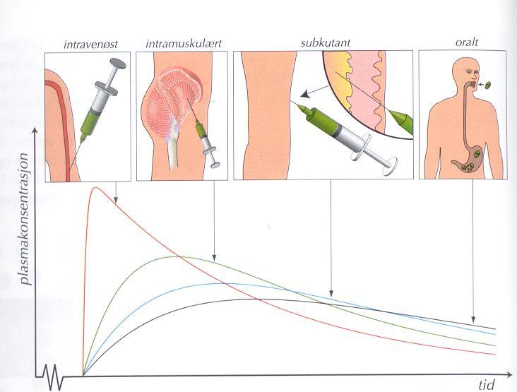 Peroral engangsdose Konsentrasjon (log) Distribusjonsfasen Figur fra Simonsen T: