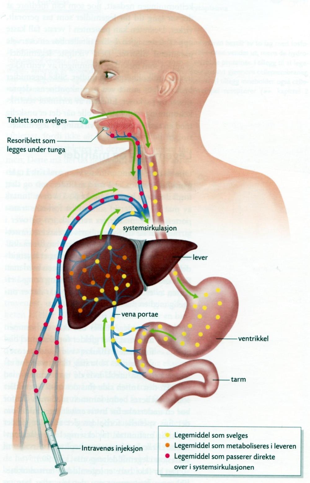 Legemidlets vei i kroppen - avhenger av administrasjonsmåte Oppløsning i magen, tynntarm Absorpsjon > til blod Distribusjon >