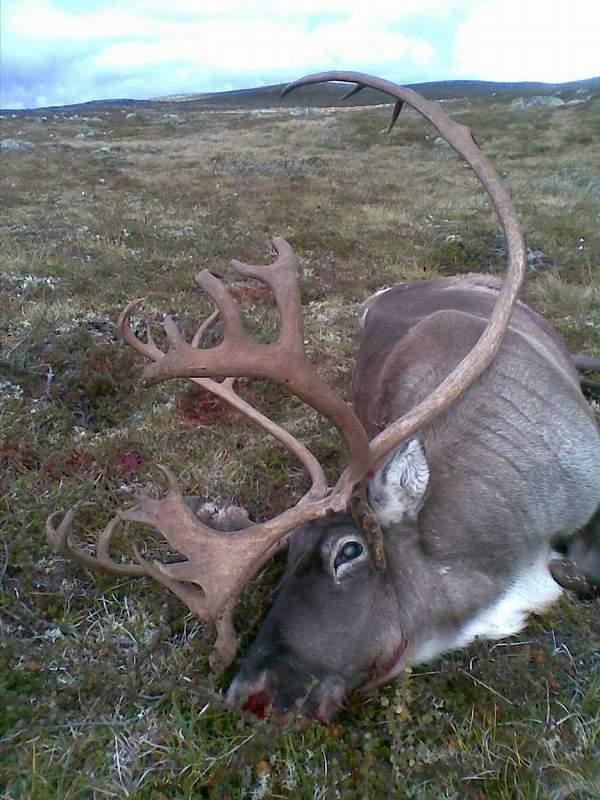 Tabell 6: Kommunevis oversikt over hvor mange kort som mangler underskrift fra grunneier eller jeger, samt mangler påført tillatelse til utførsel fra valdet og/eller innførsel til nytt vald.