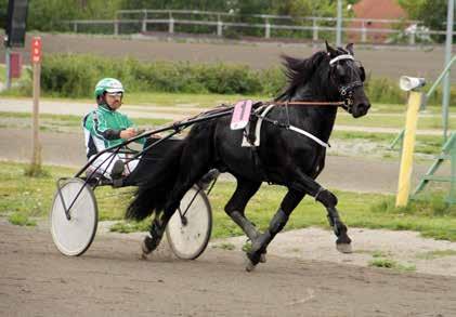 9 10 2016: 0-0 -0-0 -0-0 2015: 15-1 -3-1 -1-22.2a -141.000 Tord Viking 2 23,3k 22,2ak1.215.159 12 år Brun V v. Spikeld e. Dalletti v. Finstad Per Stall Pikenes Tord Andre H.