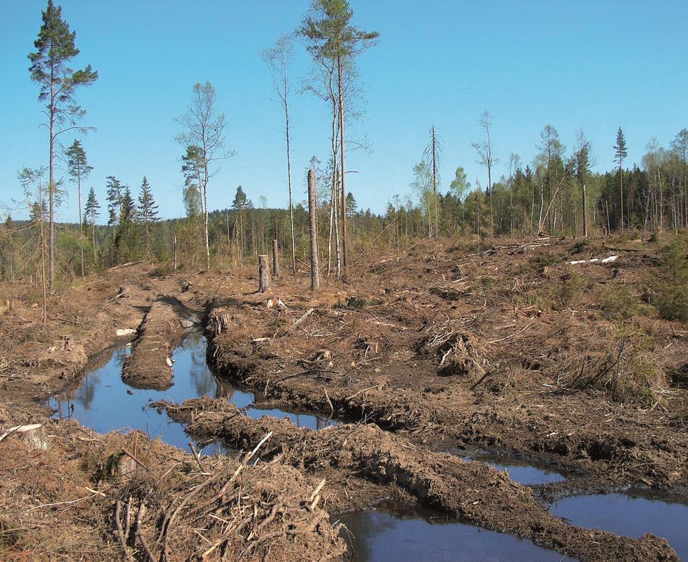 Miljøtiltak - Skogbruket Skogen er normalt filter og rensepark