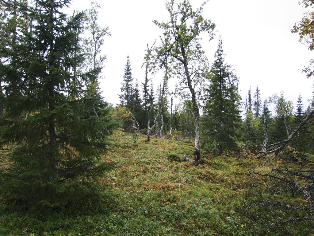 Glissen fjellgranskog med lite nøkkelelementer dominerer.