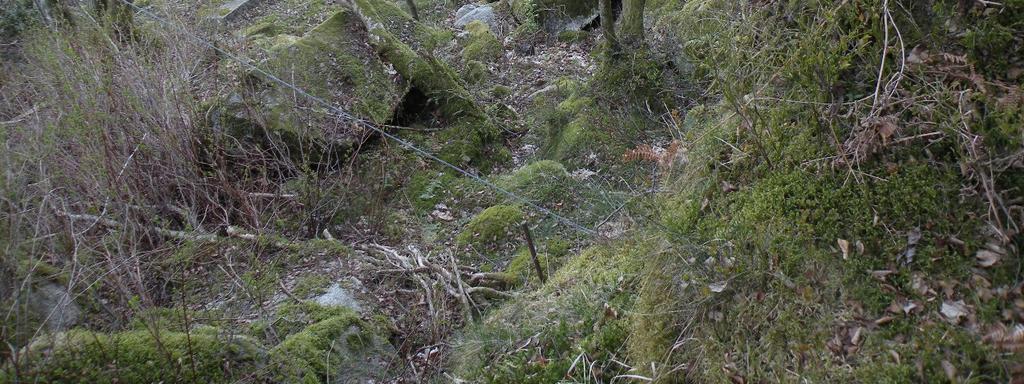 Stedvis gror det trær og vegetasjon med rotsystemer i bergsprekker i det bratte berget. Dersom trær velter ved rot, kan det ikke utelukkes at blokker kan komme i bevegelse.