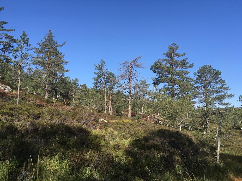 Hertzberg Brannspor på gamle gadd og