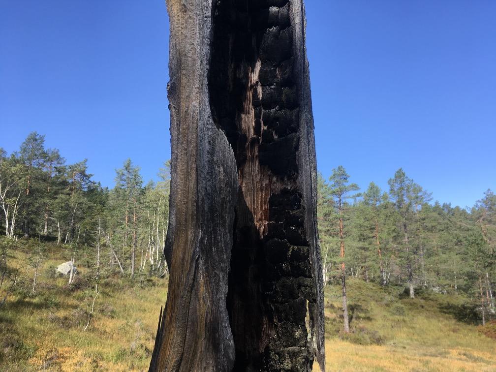 Hertzberg ye av furuskogen er