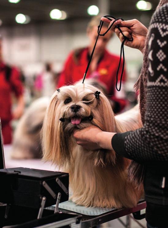 hunder er nemlig at den skal kunne fungere som familiehund, både mentalt og på turer i skog og mark.