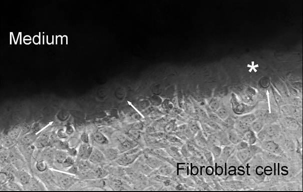 Nanocellulose for regenerering av kroppsdeler Cytotoksisitetstester Ingen skadelige effekter har blitt observert Alexandrescu, L.